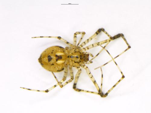 Réf. 330 021 : Platnickina tincta